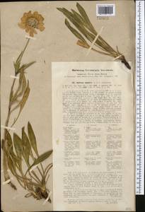 Lomelosia alpestris (Kar. & Kir.) Soják, Middle Asia, Northern & Central Tian Shan (M4) (Kyrgyzstan)