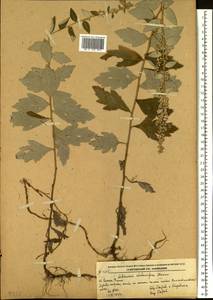 Artemisia stolonifera (Maxim.) Kom., Siberia, Russian Far East (S6) (Russia)