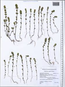 Euphrasia regelii, Middle Asia, Northern & Central Tian Shan (M4) (Kyrgyzstan)