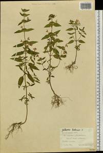Galeopsis ladanum L., Siberia, Central Siberia (S3) (Russia)