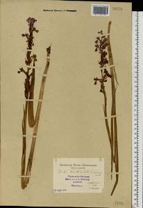 Anacamptis palustris (Jacq.) R.M.Bateman, Pridgeon & M.W.Chase, Eastern Europe, South Ukrainian region (E12) (Ukraine)