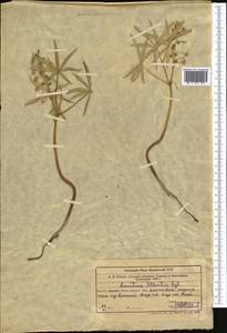 Gymnospermium alberti (Regel) Takht., Middle Asia, Western Tian Shan & Karatau (M3) (Uzbekistan)