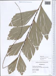Korthalsia laciniosa (Griff.) Mart., South Asia, South Asia (Asia outside ex-Soviet states and Mongolia) (ASIA) (Vietnam)