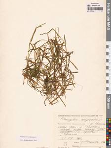 Potamogeton compressus L., Siberia, Chukotka & Kamchatka (S7) (Russia)
