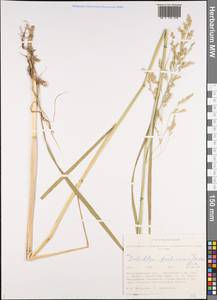 Scolochloa festucacea (Willd.) Link, Siberia, Western Siberia (S1) (Russia)