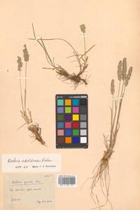 Koeleria askoldensis Roshev., Siberia, Russian Far East (S6) (Russia)