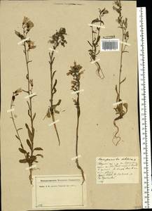 Campanula sibirica L., Eastern Europe, North-Western region (E2) (Russia)