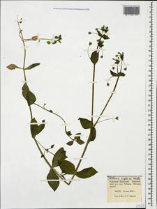 Stellaria neglecta, Caucasus, Stavropol Krai, Karachay-Cherkessia & Kabardino-Balkaria (K1b) (Russia)