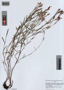KUZ 004 424, Dianthus chinensis, Siberia, Altai & Sayany Mountains (S2) (Russia)