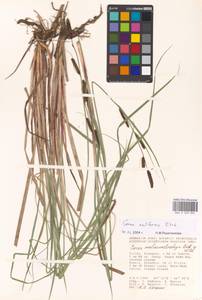 Carex acutiformis Ehrh., Eastern Europe, Lower Volga region (E9) (Russia)