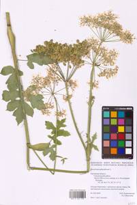 Heracleum sphondylium L., Eastern Europe, Central forest-and-steppe region (E6) (Russia)