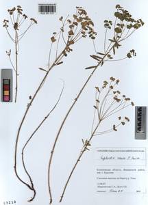 KUZ 001 517, Euphorbia esula subsp. esula, Siberia, Altai & Sayany Mountains (S2) (Russia)