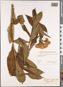 Senecio propinquus Schischk., Caucasus, Georgia (K4) (Georgia)