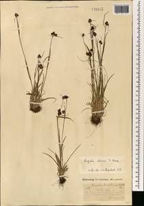 Luzula multiflora subsp. sibirica V. I. Krecz., Mongolia (MONG) (Mongolia)