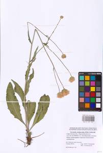 Klasea cardunculus (Pall.) Holub, Eastern Europe, Lower Volga region (E9) (Russia)