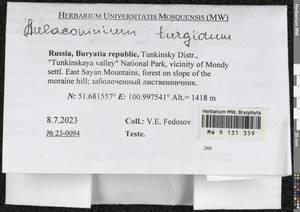 Aulacomnium turgidum (Wahlenb.) Schwägr., Bryophytes, Bryophytes - Baikal & Transbaikal regions (B18) (Russia)