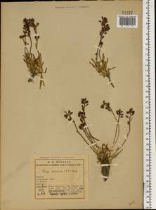 Braya purpurascens (R.Br.) Bunge ex Ledeb., Eastern Europe, Northern region (E1) (Russia)