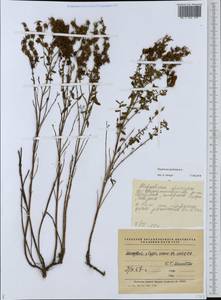 Hypericum perforatum L., Eastern Europe, Middle Volga region (E8) (Russia)