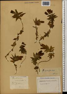 Gentiana septemfida, Caucasus (no precise locality) (K0)