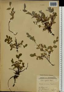 Salix reptans Rupr., Eastern Europe, Northern region (E1) (Russia)