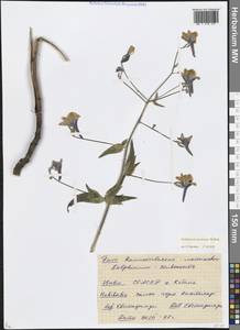 Delphinium speciosum M.Bieb., Caucasus, North Ossetia, Ingushetia & Chechnya (K1c) (Russia)