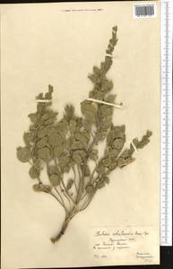 Cleome coluteoides Boiss., Middle Asia, Kopet Dag, Badkhyz, Small & Great Balkhan (M1) (Turkmenistan)