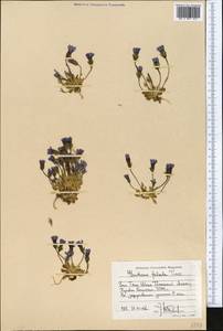 Comastoma falcatum (Turcz.) Toyokuni, Middle Asia, Western Tian Shan & Karatau (M3) (Kyrgyzstan)