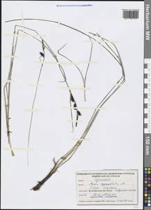 Carex aquatilis Wahlenb., Western Europe (EUR) (United Kingdom)