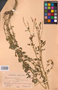Melilotus albus Medik., Eastern Europe, Central forest-and-steppe region (E6) (Russia)