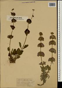 Salvia multicaulis Vahl, South Asia, South Asia (Asia outside ex-Soviet states and Mongolia) (ASIA) (Syria)