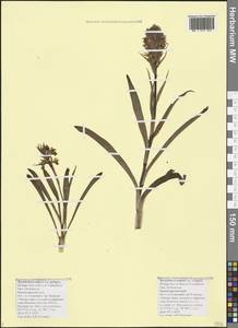 Dactylorhiza romana subsp. georgica (Klinge) Soó ex Renz & Taubenheim, Caucasus, Black Sea Shore (from Novorossiysk to Adler) (K3) (Russia)