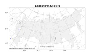 Liriodendron tulipifera L., Atlas of the Russian Flora (FLORUS) (Russia)