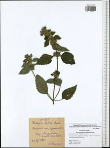 Galeopsis bifida Boenn., Eastern Europe, Central region (E4) (Russia)