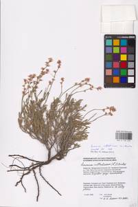Limonium suffruticosum (L.) Kuntze, Middle Asia, Caspian Ustyurt & Northern Aralia (M8) (Kazakhstan)