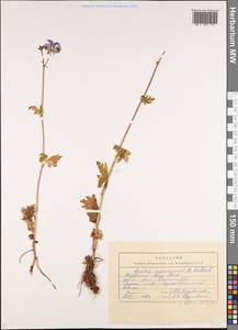 Aconitum nemorum Popov, Middle Asia, Northern & Central Tian Shan (M4) (Kyrgyzstan)