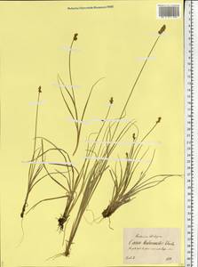 Carex heleonastes Ehrh. ex L.f., Eastern Europe, North-Western region (E2) (Russia)