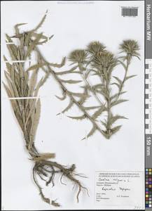 Carlina vulgaris L., Caucasus, Georgia (K4) (Georgia)