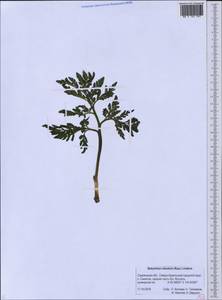Sceptridium robustum (Rupr.) Lyon, Siberia, Russian Far East (S6) (Russia)