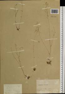 Arabidopsis thaliana (L.) Heynh., Siberia, Altai & Sayany Mountains (S2) (Russia)