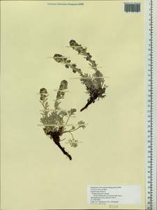 Artemisia furcata M. Bieb., Siberia, Chukotka & Kamchatka (S7) (Russia)
