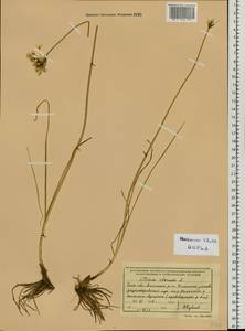 Allium ramosum L., Siberia, Baikal & Transbaikal region (S4) (Russia)