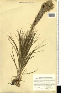 Asphodeline taurica (Pall. ex M.Bieb.) Endl., Crimea (KRYM) (Russia)