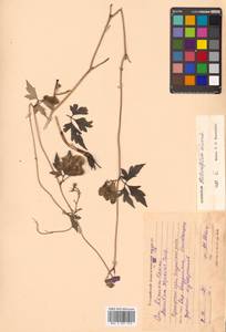 Aconitum stoloniferum Vorosch., Siberia, Russian Far East (S6) (Russia)