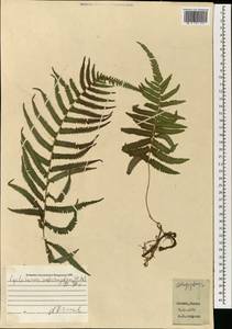 Cyclosorus interruptus (Willd.) H. Itô, South Asia, South Asia (Asia outside ex-Soviet states and Mongolia) (ASIA) (Japan)