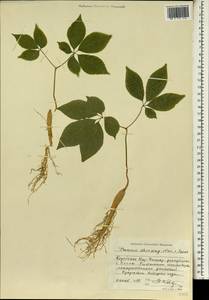 Panax ginseng C. A. Mey., South Asia, South Asia (Asia outside ex-Soviet states and Mongolia) (ASIA) (North Korea)