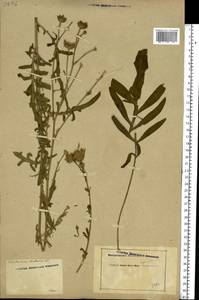 Centaurea adpressa Ledeb., Eastern Europe, Rostov Oblast (E12a) (Russia)