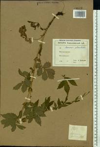 Agrimonia pilosa Ledeb., Eastern Europe, North Ukrainian region (E11) (Ukraine)