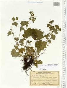 Alchemilla murbeckiana Buser, Siberia, Central Siberia (S3) (Russia)