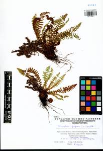 Dryopteris fragrans (L.) Schott, Siberia, Baikal & Transbaikal region (S4) (Russia)