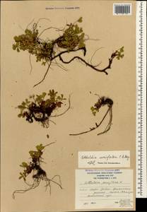 Sibbaldia parviflora Willd., Caucasus, South Ossetia (K4b) (South Ossetia)